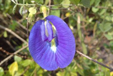 Pali Hills